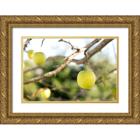 Apples Gold Ornate Wood Framed Art Print with Double Matting by Mossholder, Tim