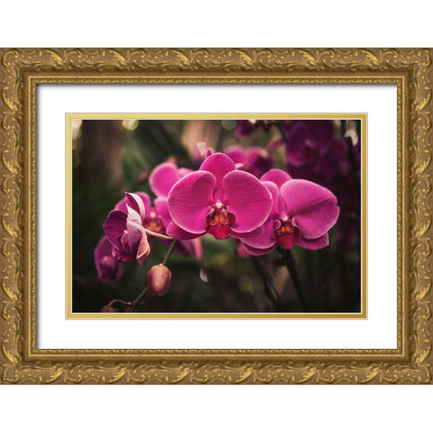 Hot Pink Orchid Gold Ornate Wood Framed Art Print with Double Matting by Mossholder, Tim