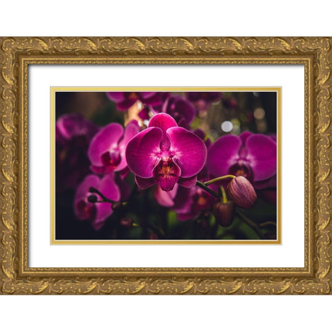 Hot Pink Orchid Gold Ornate Wood Framed Art Print with Double Matting by Mossholder, Tim