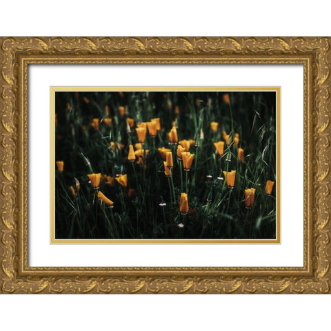 Golden Poppies Gold Ornate Wood Framed Art Print with Double Matting by Mossholder, Tim
