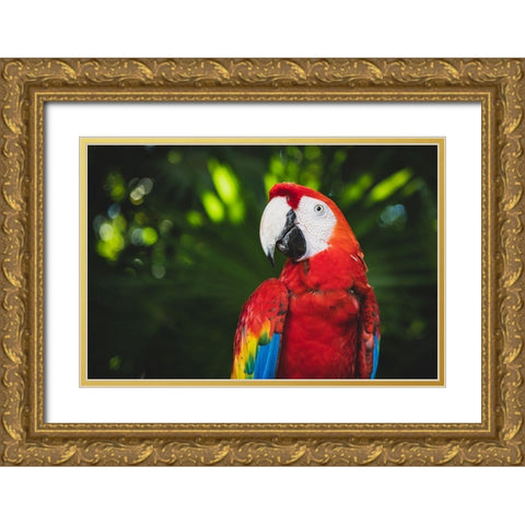 Colorful Parrot Gold Ornate Wood Framed Art Print with Double Matting by Mossholder, Tim