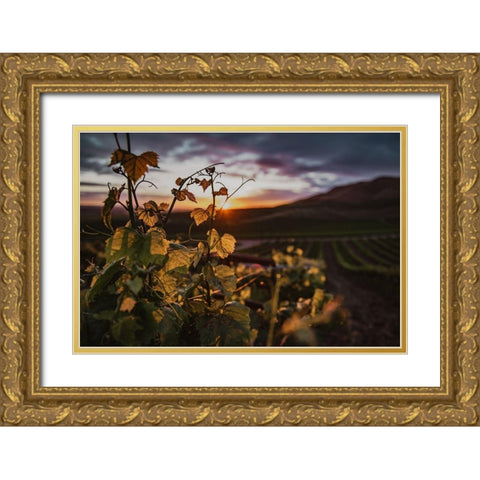 Vineyards Gold Ornate Wood Framed Art Print with Double Matting by Mossholder, Tim