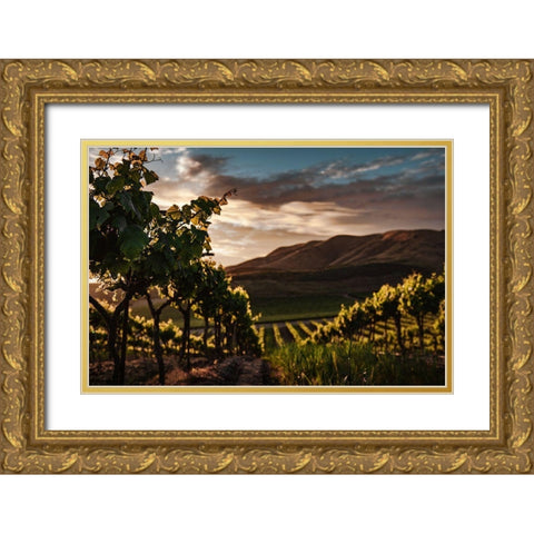 Vineyards Gold Ornate Wood Framed Art Print with Double Matting by Mossholder, Tim