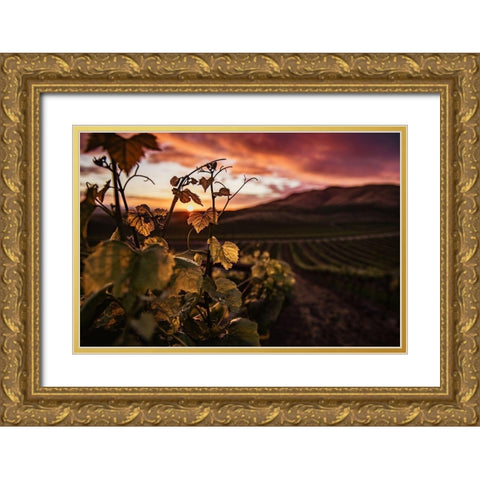 Vineyard at Sunset Gold Ornate Wood Framed Art Print with Double Matting by Mossholder, Tim