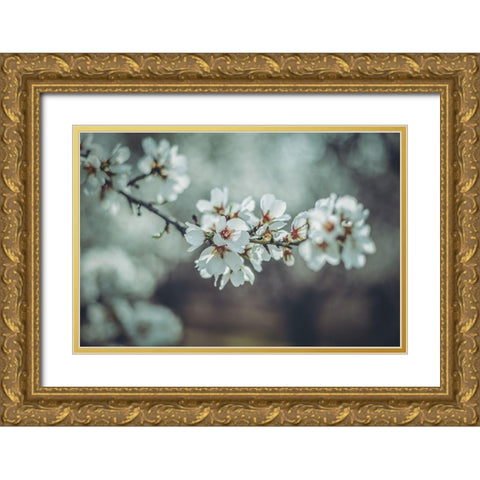 Almond Blossoms Gold Ornate Wood Framed Art Print with Double Matting by Mossholder, Tim