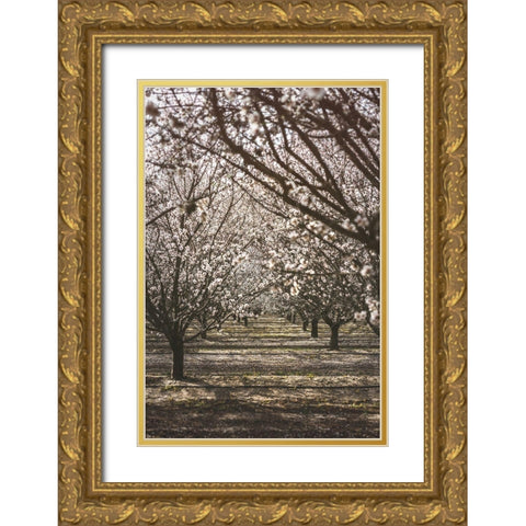 Almond Orchard Gold Ornate Wood Framed Art Print with Double Matting by Mossholder, Tim