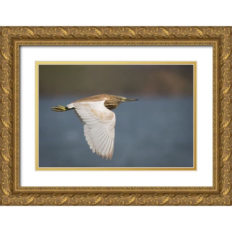 Wings Gold Ornate Wood Framed Art Print with Double Matting by Zaeitar, Ahmed