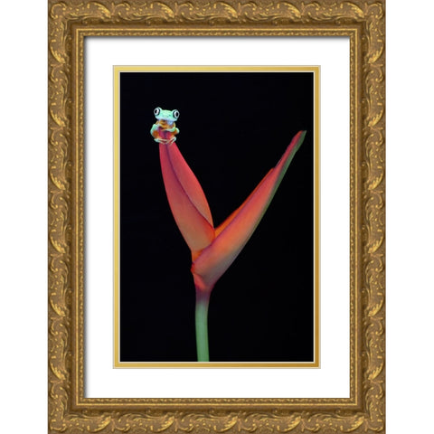 Lemur Tree Frog on a Tropical Stem Gold Ornate Wood Framed Art Print with Double Matting by D Lester, Linda
