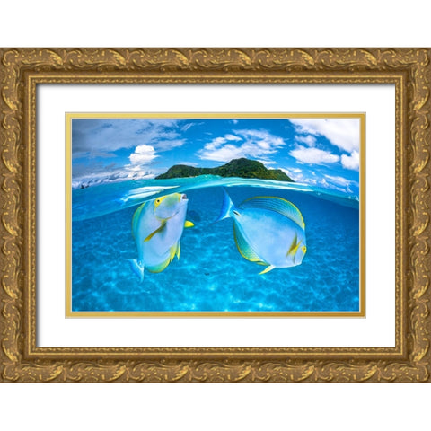 Dussumiers surgeonfish Gold Ornate Wood Framed Art Print with Double Matting by Gabriel, Barathieu