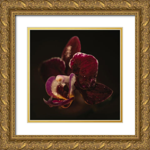 Botanical Series - Orchid a Droplets Gold Ornate Wood Framed Art Print with Double Matting by Elijas, Eva