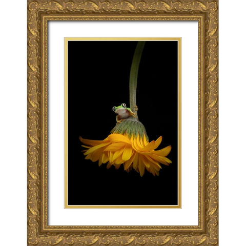 The Lemur Tree Frog and the Gerbera Gold Ornate Wood Framed Art Print with Double Matting by D Lester, Linda