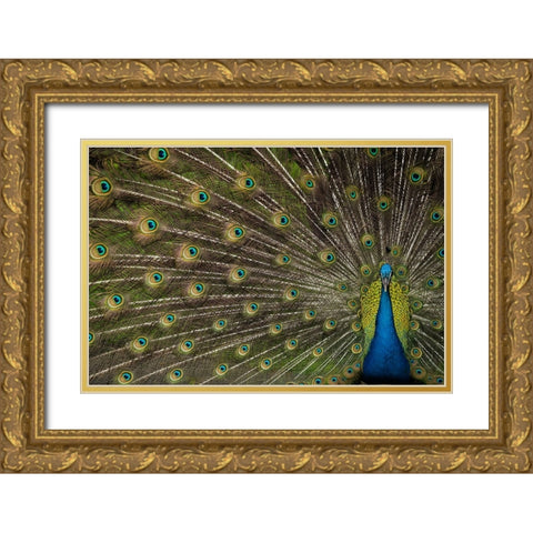 Wild Beauty Gold Ornate Wood Framed Art Print with Double Matting by Hunt, Debbie