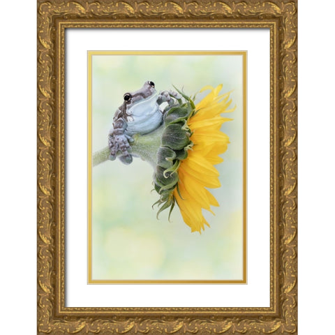 Frog Sunshine Gold Ornate Wood Framed Art Print with Double Matting by D Lester, Linda