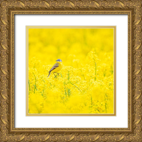 Yellow wagtail Gold Ornate Wood Framed Art Print with Double Matting by Larsson, Dan