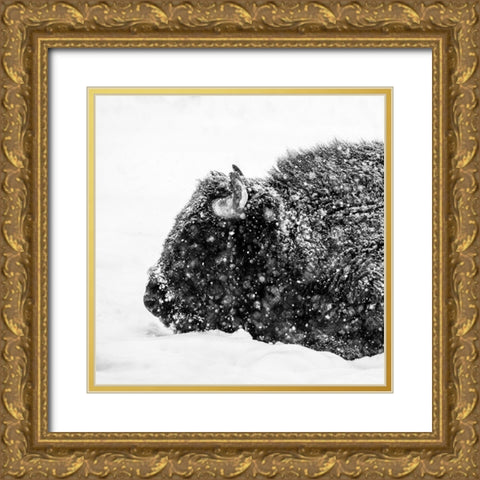 Bison in winter Gold Ornate Wood Framed Art Print with Double Matting by Handrache, Alexandru
