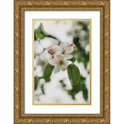 Spring Series - Apple Blossoms in the Rain 11/12 Gold Ornate Wood Framed Art Print with Double Matting by Elijas, Eva