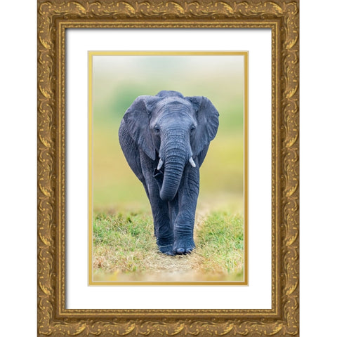 Elephant Gold Ornate Wood Framed Art Print with Double Matting by Elsheshtawy, Ahmed