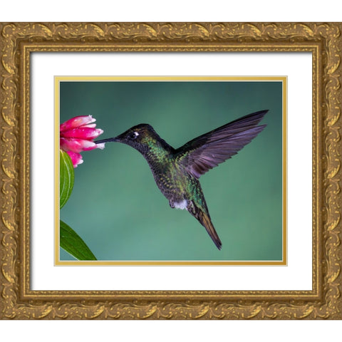 Costa Rican Hummingbird Gold Ornate Wood Framed Art Print with Double Matting by Theil, Melissa