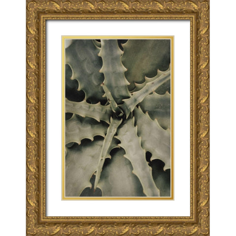 Aloe_002 Gold Ornate Wood Framed Art Print with Double Matting by 1x Studio III