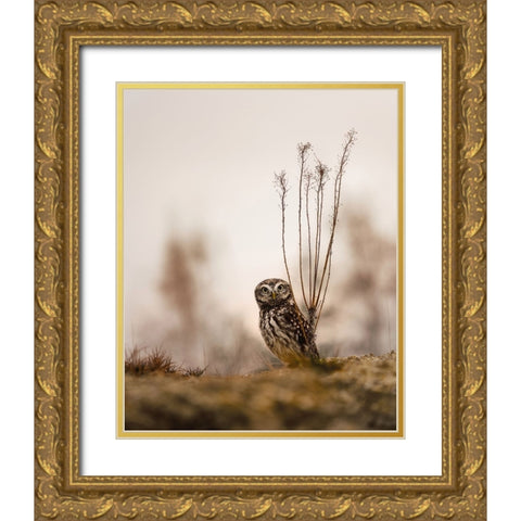 Screech owl in the morning Gold Ornate Wood Framed Art Print with Double Matting by Firesova, Michaela