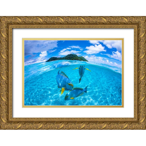 Surgeon Fish Trio Gold Ornate Wood Framed Art Print with Double Matting by Gabriel, Barathieu