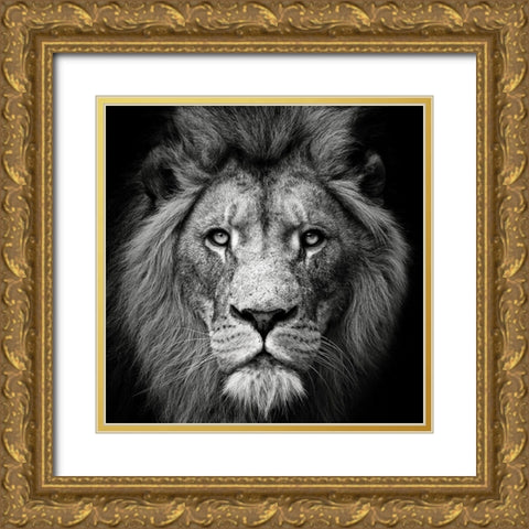 Stare Me Down #3 Gold Ornate Wood Framed Art Print with Double Matting by Meermann, Christian