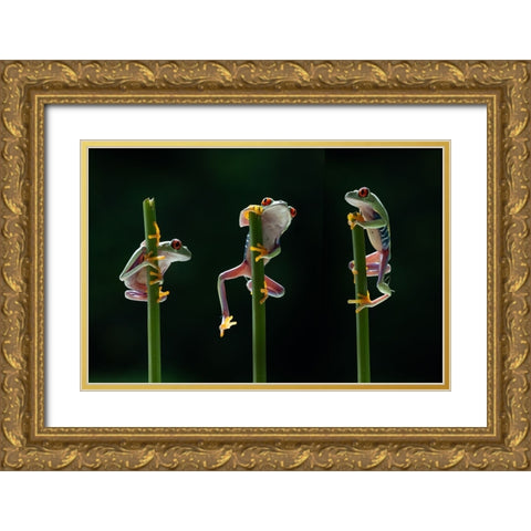 Three frogs in action Gold Ornate Wood Framed Art Print with Double Matting by Aditya, Rawisyah