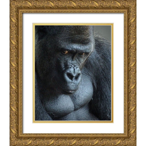 Unhappy Gorilla Gold Ornate Wood Framed Art Print with Double Matting by Mugg, Bill