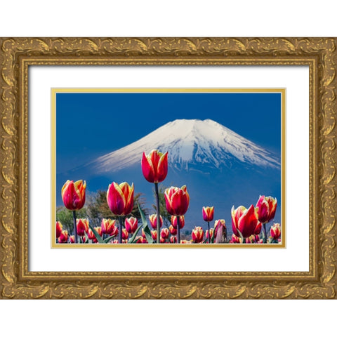 Tulips and Mt. Fuji Gold Ornate Wood Framed Art Print with Double Matting by Sirou.Minami