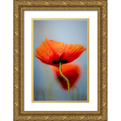 Drifting poppies Gold Ornate Wood Framed Art Print with Double Matting by Hylleberg, Lars