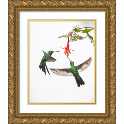 Two hummingbirds at a flower Gold Ornate Wood Framed Art Print with Double Matting by And Wei, Siyu