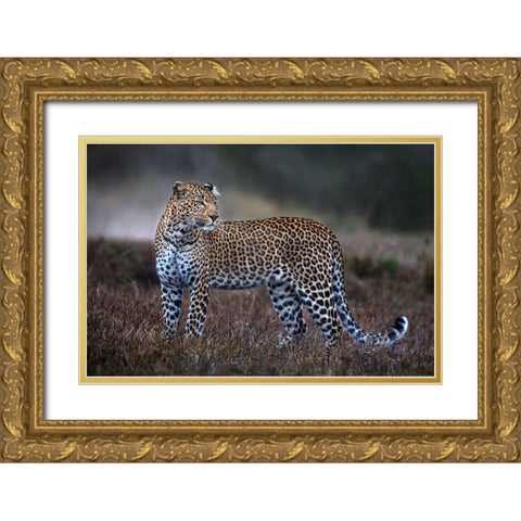 Leopard On The Prowl Gold Ornate Wood Framed Art Print with Double Matting by Ortega, Xavier