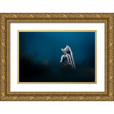 Pulsatilla pratensis Gold Ornate Wood Framed Art Print with Double Matting by Rozehnal, Jan