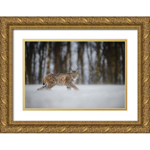 The Eurasian Lynx (Lynx Lynx) Gold Ornate Wood Framed Art Print with Double Matting by Rozehnal, Jan