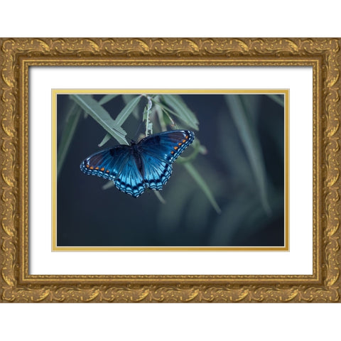 Butterfly Gold Ornate Wood Framed Art Print with Double Matting by Deng, Ivy