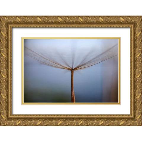 Dandelion Gold Ornate Wood Framed Art Print with Double Matting by Dehdaran Jabry, Hassan