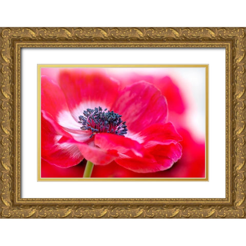 Simply Red Gold Ornate Wood Framed Art Print with Double Matting by Parker, Jacky