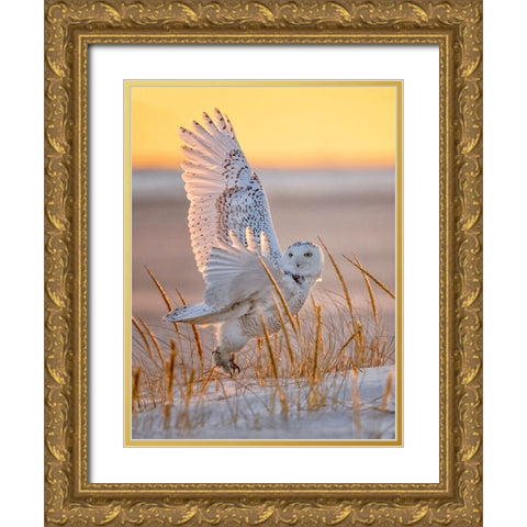 Snowy Owl Gold Ornate Wood Framed Art Print with Double Matting by Huang, Tao