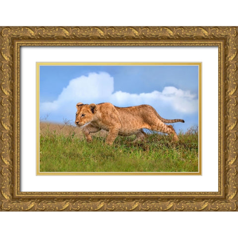 Lion cub on the prowl Gold Ornate Wood Framed Art Print with Double Matting by Ortega, Xavier
