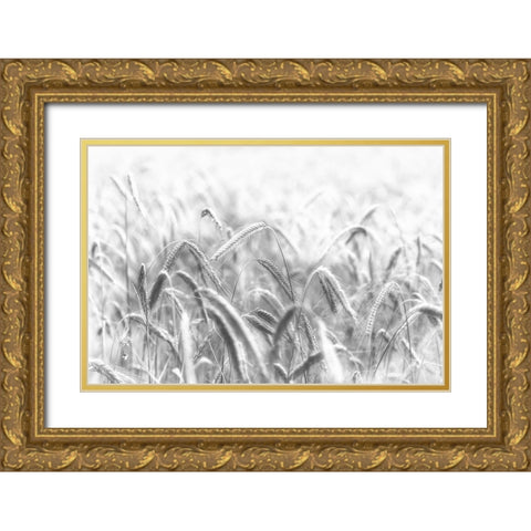 Corn Gold Ornate Wood Framed Art Print with Double Matting by Michael