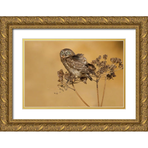 Little Owl Gold Ornate Wood Framed Art Print with Double Matting by Manusevich, David