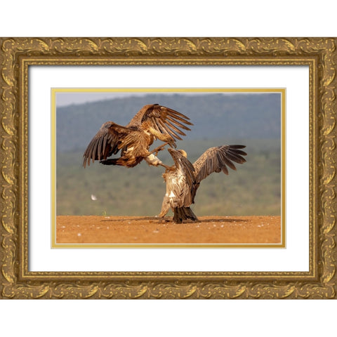 Vulture Fight Gold Ornate Wood Framed Art Print with Double Matting by Catta, Alessandro