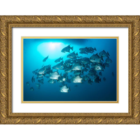 School Time Gold Ornate Wood Framed Art Print with Double Matting by Y Lin, Ryan