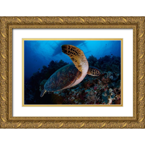 Green Sea Turtle Gold Ornate Wood Framed Art Print with Double Matting by Y Lin, Ryan