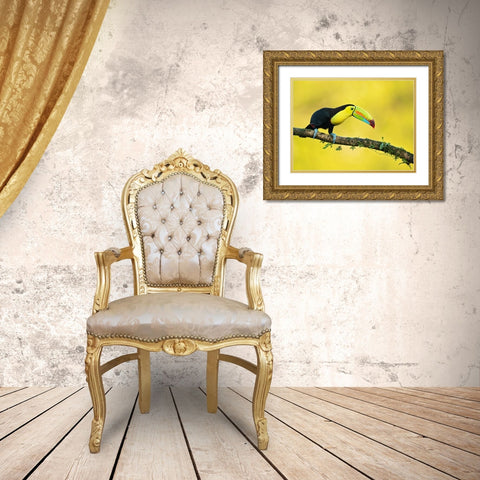 Keel-Billed Toucan Gold Ornate Wood Framed Art Print with Double Matting by Zygmunt, Milan