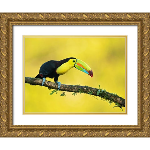 Keel-Billed Toucan Gold Ornate Wood Framed Art Print with Double Matting by Zygmunt, Milan