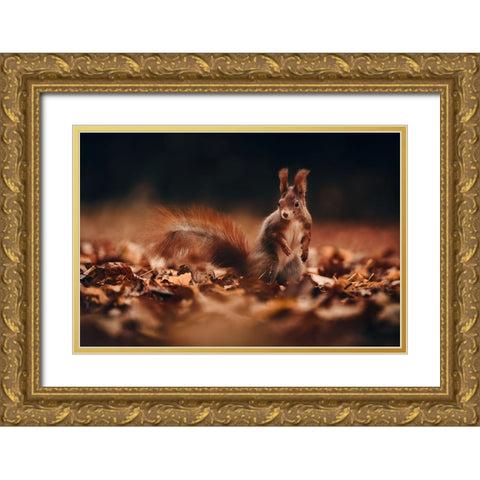 Red Squirrel (Sciurus Vulgaris) Gold Ornate Wood Framed Art Print with Double Matting by Furch, Lukas