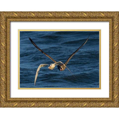 Chase On The High Sea Gold Ornate Wood Framed Art Print with Double Matting by Fan, John