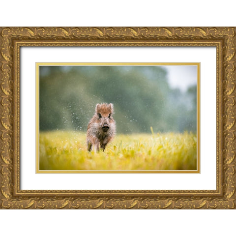 The Wild Boar (Sus Scrofa) Gold Ornate Wood Framed Art Print with Double Matting by Rozehnal, Jan