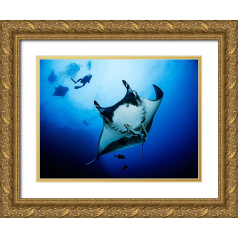 Isla Socorro Gold Ornate Wood Framed Art Print with Double Matting by Ichinoseki, Sayaka